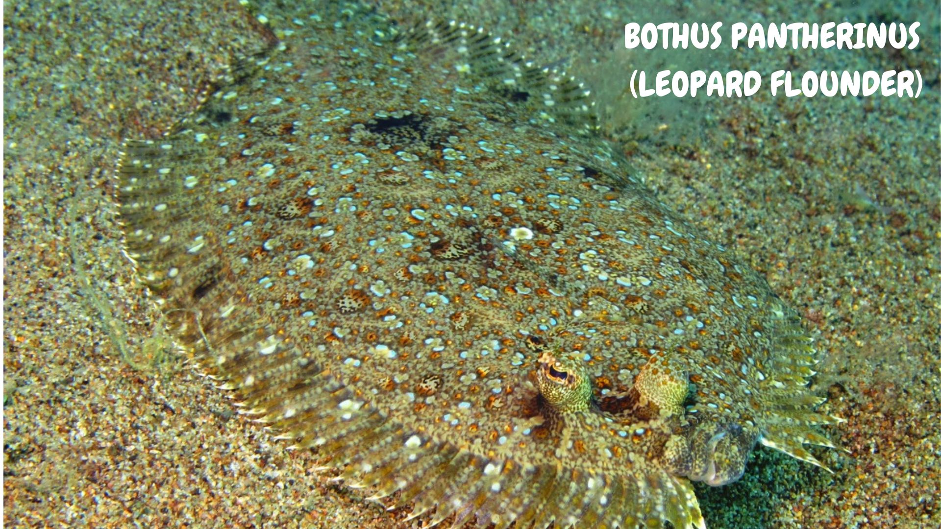 Bothus pantherinus (leopard flounder) 